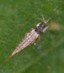 Baenothrips moundi
