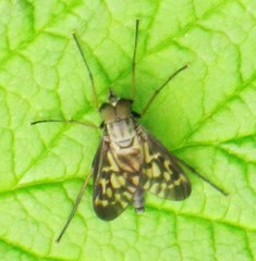 Rhagio punctipennis