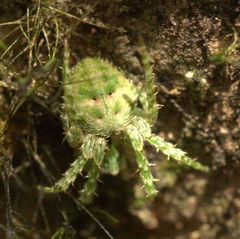 Cryptaranea atrihastula