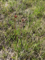 Oenothera coloradensis