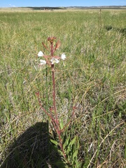 Oenothera coloradensis