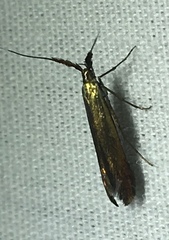 Coleophora mayrella