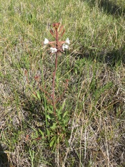 Oenothera coloradensis
