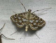 Elophila ekthlipsis