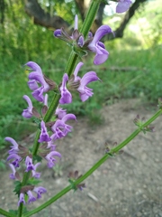 Salvia virgata