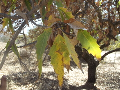 Quercus albocincta