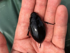 Hydrophilus piceus