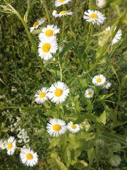Erigeron annuus