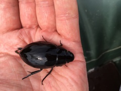 Hydrophilus piceus