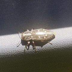 Chrysobothris viridiceps