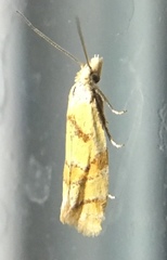 Phtheochroa vitellinana