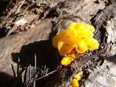 Entomobrya atrocincta