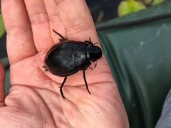 Hydrophilus piceus
