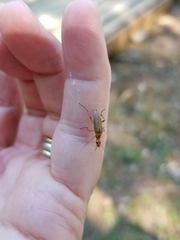 Cephaloon lepturides