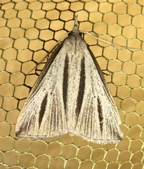 Macrochilo bivittata