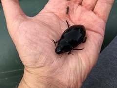 Hydrophilus piceus