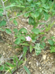 Xeranthemum cylindraceum