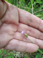 Xeranthemum cylindraceum