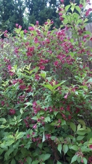 Weigela floribunda