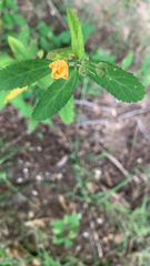 Sida rhombifolia