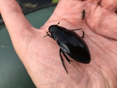 Hydrophilus piceus