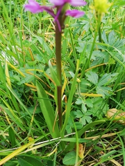 Gymnadenia