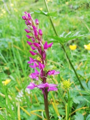 Gymnadenia