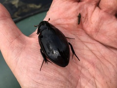 Hydrophilus piceus