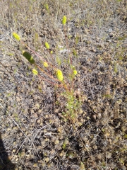 Sanguisorba occidentalis