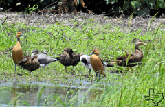 Leucophaeus atricilla megalopterus