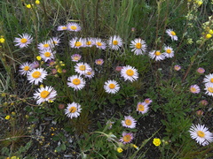 Aster alpinus vierhapperi