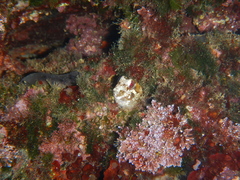 Lipophrys trigloides