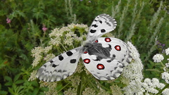 Parnassius nomion