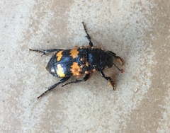 Nicrophorus interruptus