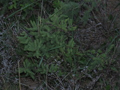 Asparagus rubicundus