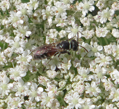Hylaeus variegatus