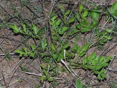 Lichtensteinia obscura