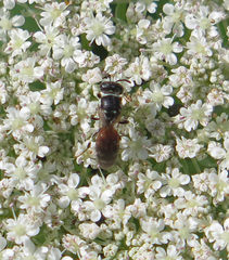Hylaeus variegatus