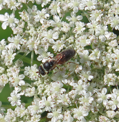 Hylaeus variegatus