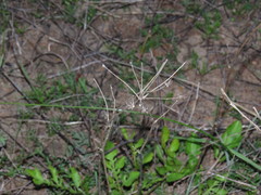 Lichtensteinia obscura
