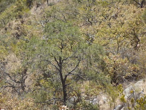 Laguna pinyon