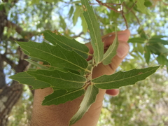 Quercus devia