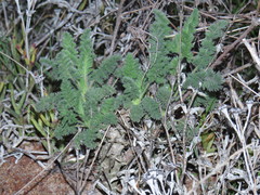 Pelargonium hirtum