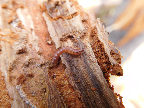 Cleridae
