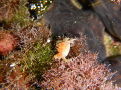 Pilumnus