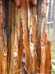 Grosmannia clavigera