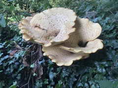 Cerioporus squamosus