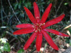Passiflora glandulosa