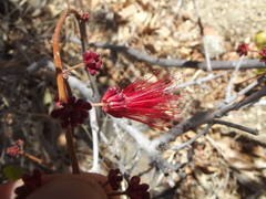 Calliandra peninsularis