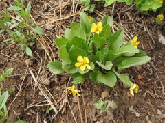 Viola praemorsa